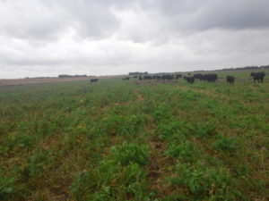 Livestock Grazing