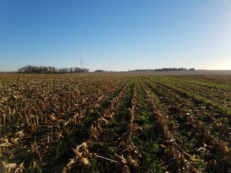 harvested field