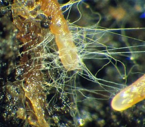 Mycorrhizae Fungi Inoculant Products