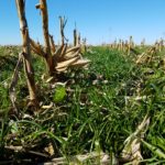 Landscape cover crop and residue