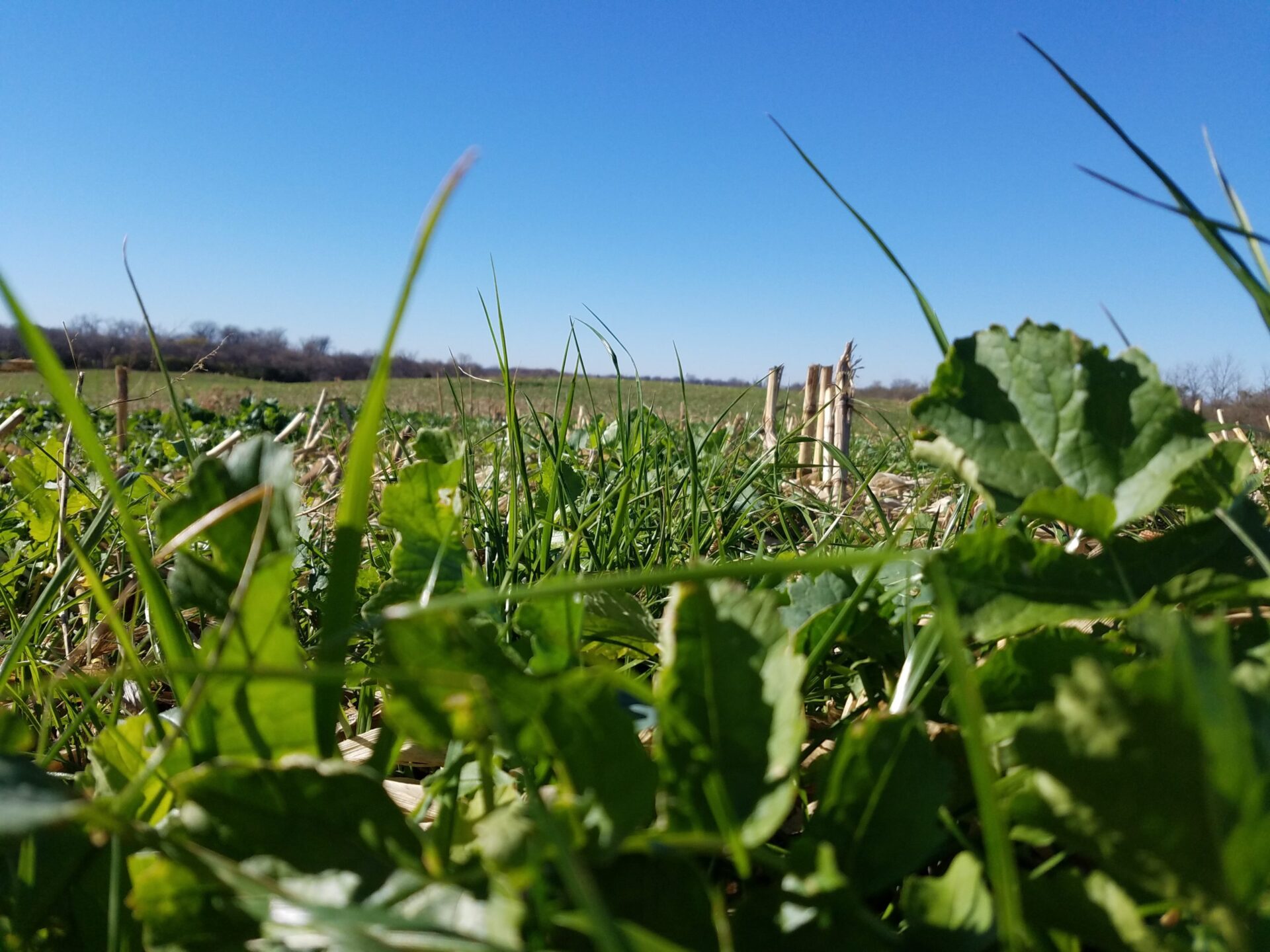 Managing Cover Crops on Prevent Plant Acres MN Soil